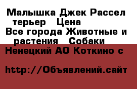 Малышка Джек Рассел терьер › Цена ­ 40 000 - Все города Животные и растения » Собаки   . Ненецкий АО,Коткино с.